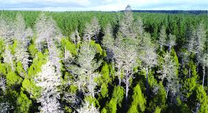 Image result for Dacrydium cupressinum