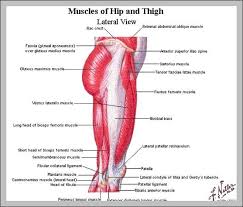 Human body muscle system, the muscles of the human body that work the skeletal system, that are iliopsoas the iliopsoas is the prime mover of hip flexion, and is the strongest of the hip flexors. Hip Muscles Anatomy Graph Diagram