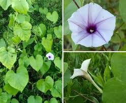 Image result for Ipomoea turbinata