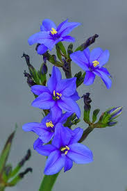 Image result for Aristea