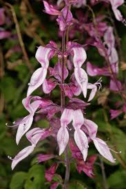 Image result for Ocimum labiatum