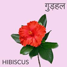 Hibiscus Flower In 2020 Flowers Name In Hindi Flowers Name In English English Flowers