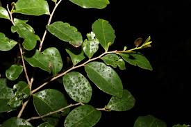 Image result for Diospyros abyssinica