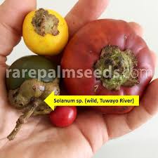 Image result for Solanum sp. A