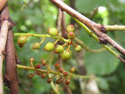 Image result for Helixanthera