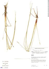 Image result for Eleocharis confervoides