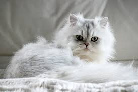 The Most Popular Cat Breeds In The United States Persian Cat Cute Cat Names Popular Cat Breeds