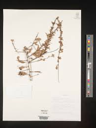 Image result for Gymnosporia mossambicensis