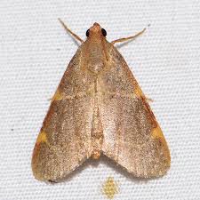 Image result for Dolichopentas