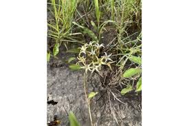 Image result for Orthanthera jasminiflora