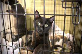 Why go to a dog breeder, cat breeder or pet store to buy a dog or buy a cat when you can adopt? Midcoast Humane Offers Half Price Adoptions In October The Lincoln County News