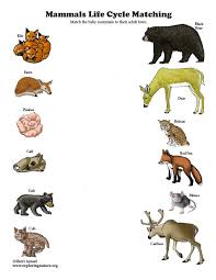 Learn About Mammals And Life Cycles On Exploringnature Org Life Cycles Mammals Excited Dog