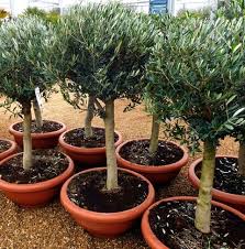 Delicious lollipop trees of various flavor combinations, colors and sizes available at enticing price ranges. This Is Why You Need Olive Trees In Your Home And Garden