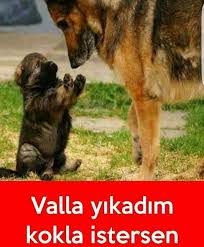 Kapak Diye Buna Denir Sjsjs Vay Deli Gonlum Vay Sen Bu Kursunu Yine Mi Yedin Funny Animal Memes German Shepherd Funny Funny Pictures