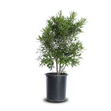Finally, place your plant before back filling the soil and watering to settle its roots. Pacific Wax Myrtle Landscape Plant Source Landscape Plant Source