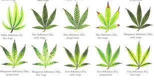 Cannabis Leaf Problem Chart Bedowntowndaytona Com