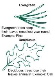 In The Fall Some Trees Lose Their Leaves And Some Don T Here S An Activity About Evergreen And Deciduous Tree Study Creative Curriculum Kindergarten Science