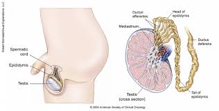 Testicular cancer is a relatively rare disease. Testicular Cancer Medical Illustrations Cancer Net