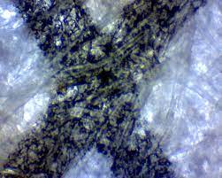 The eyes of a jumping spider, magnified 6x, from the nikon small world photography competition 2017, where photographers and scientists to submit images of all things visible under a microscope. Children S Science Activity Microscope Experiment Childrens Educational Workbooks Books And Free Worksheets