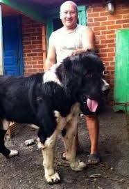 Central Asian Ovacharca Dog Karakan Alabai Dog Kangal Dog Huge Dogs