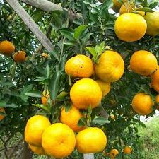 Until cara pembelian bibit di dadi mulyo tani ini cukup simple, yakni anda bisa melakukan pembelian dengan datang langsung ke tempat kami di magelang atau. Bibit Jeruk Siam Madu Punjer Bibit Tanaman