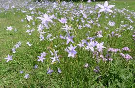 Image result for Wahlenbergia persimilis