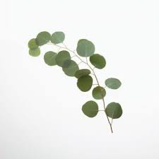 Live silver dollar eucalyptus plant. How To Care For A Eucalyptus Silver Dollar Plant Silver Dollar Plant Dollar Plant Silver Dollar Eucalyptus