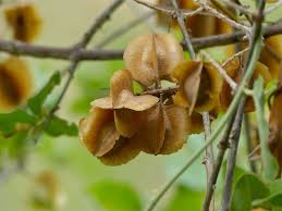 Image result for Combretum mossambicense