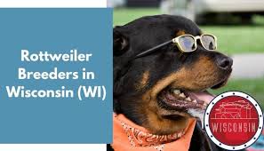 They will be available eight wks afte…. 7 Rottweiler Breeders In Wisconsin Wi Rottweiler Puppies For Sale Animalfate