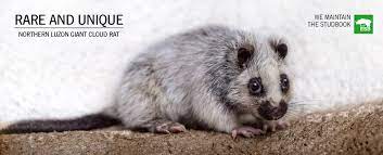 Northern luzon giant cloud rat. Prague Zoo Northern Luzon Giant Cloud Rat Phloemys Pallidus Is A Tree Living Rodent Originally From The Philippines It Is The Largest Rat In The World That Weighs Up To 2 Kg