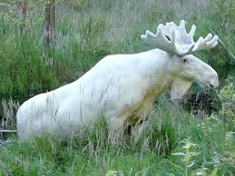 Related Image Albino Animals Albino Moose Rare Animals