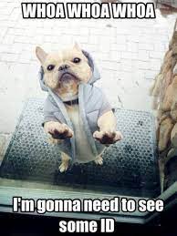 This job humor will lighten your mood whenever you need it to. Humor Memes Ø¹Ù„Ù‰ ØªÙˆÙŠØªØ± When Your Dog Takes His Bouncer Job Way Too Seriously Funny Humor Cute Meme Lol Https T Co Naxfqqvo1h