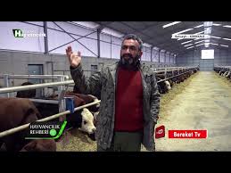 Hayvancilik Rehberi Yoncanin Hayvan Beslemedeki Onemi Youtube
