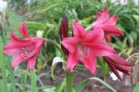 Pin On Cool New Plants 2019 Pdn