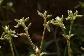 Image result for Cerastium octandrum