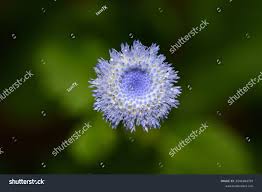 Image result for Crassocephalum rubens