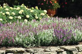 Image result for Angelonia