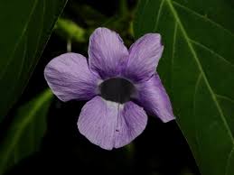 Image result for Barleria laceratiflora