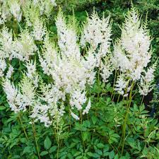 Spring Hill Nurseries White Flowers Diamond Astilbe Live Bareroot Perennial Plants 10 Pack 01241 The Home Depot Spring Hill Nursery Perennial Plants White Flowers