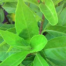 Ekstrak dari daun sambung nyawa mengandung berbagai zat aktif kimiawi yang baik untuk kesehatan. Daun Sambung Nyawa Obat Herbal Kista Kanker Diabetes Asam Urat Shopee Indonesia