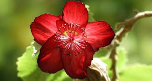 Image result for Abutilon grantii
