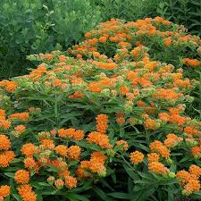 !make sure hd is selected in viewing options!this is a comprehensive video on how to grow butterfly weed. Butterfly Weed Asclepias Tuberosa American Meadows