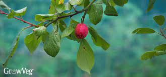 Do not cut the tree to get the fruit. 5 Solutions For Unproductive Fruit Trees