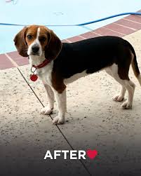 Image result for bígl