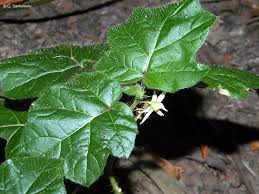 Image result for Solanum capsicoides