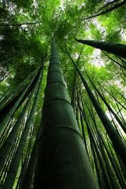 Download free bambu kuning png images, bambu, jembatan kuning nusa lembongan, nasi kuning, bambu runcing, bambu rolling papers, pousada canto do bambu, big bambu, bambu. 250 Bamboo Ideas In 2021 Bamboo Bamboo Garden Bamboo Plants