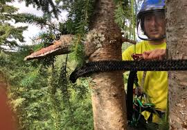 Blake Durr Owner Of South Whidbey Tree Service Provides Total Tree Maintenance And Removal Whidbey Island Blake Durr Owner Of South Whidbey Tree Service Provides Total Tree Maintenance And Removal