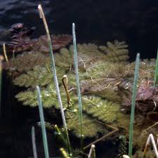 Kuvahaun tulos haulle bladderwort plant