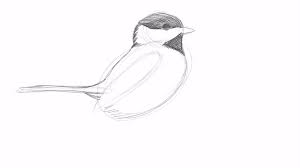 Chickadees are an energetic, exciting addition to any birder's backyard, and fortunately, it is easy to encourage these curious birds to visit. Drawing A Black Capped Chickadee With David Allen Sibley Youtube