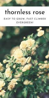 Yellow Lady Banks Rose Thornless Beauty Evergreen Climbing Plants Lady Banks Rose Wall Climbing Plants